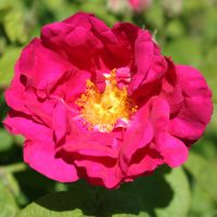 Rosier de provins