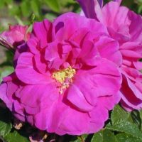 rogosa