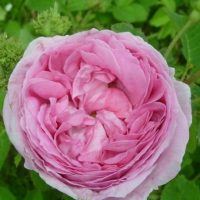 rosier centifolia
